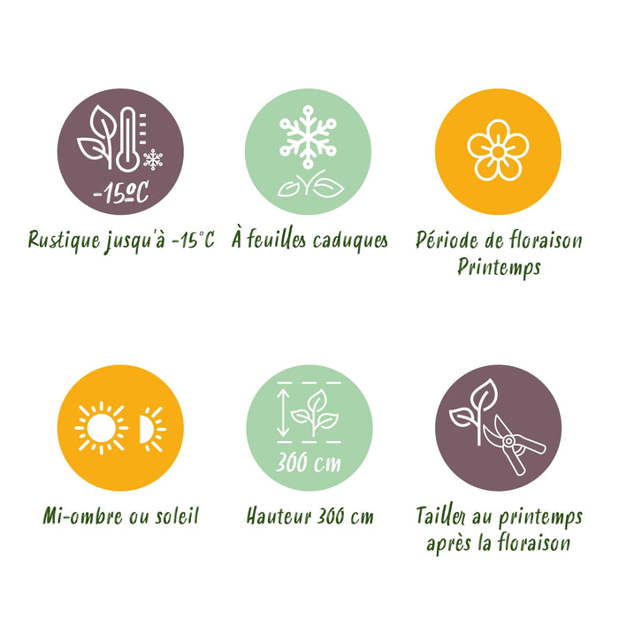 Magnolia soulangeana - Bloem Roze - 1 Plant - Bladverliezend - Weinig Onderhoud - Pot 12cm Hoogte 30cm