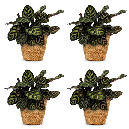 Calathea Makoyana - Pauwenplant - met Mand - ↕25cm - Ø12cm - 4x
