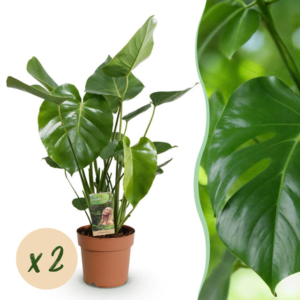 Monstera Deliciosa – Lochpflanze – ↕50–55 cm – Ø17 cm – 2 Stück
