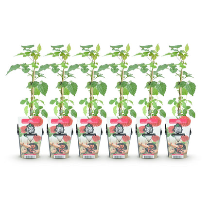 Taybeere – Rubus Tayberry – Rote Johannisbeere – ↕30–35 cm – Ø9 cm – 6 Stück