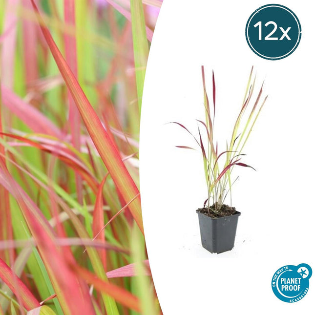 Imperata cylindrica 'Red Baron' - Herbe de sang japonaise - ↕10-25 cm - Ø9 cm - 12x