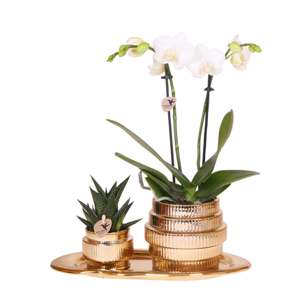 Kolibri Orchids | Gift Set Allure Shiny Goud - Witte Phalaenopsis Orchidee Mineral Amabilis & Succulent