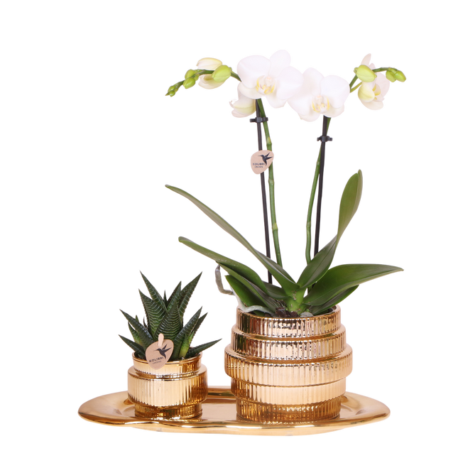 Kolibri Orchids | Gift Set Allure Shiny Goud - Witte Phalaenopsis Orchidee Mineral Amabilis & Succulent