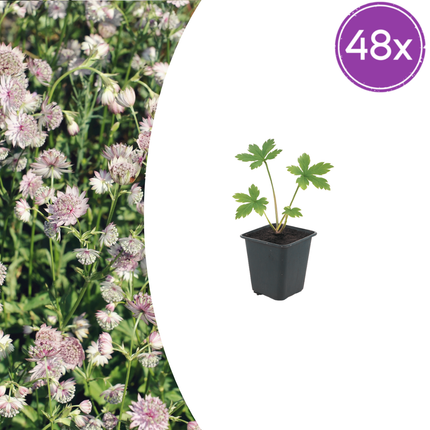 Astrantia major - Botón de mar - ↕10-25cm - Ø9cm - 48x
