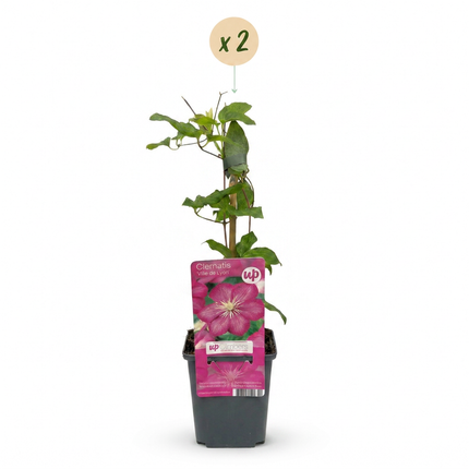 Clematis Ville de Lyon - Bosrank 2x - Rood - Klimplant - Ø9cm - ↕35cm