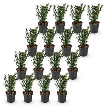 Taxus baccata - Venijnboom - 16x Haagplanten - Groenblijvend - Groen - Pot 9cm - Hoogte 20-30cm