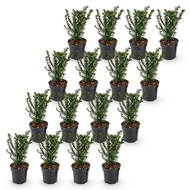 Taxus baccata - Venijnboom - 16x Haagplanten - Groenblijvend - Groen - Pot 9cm - Hoogte 20-30cm