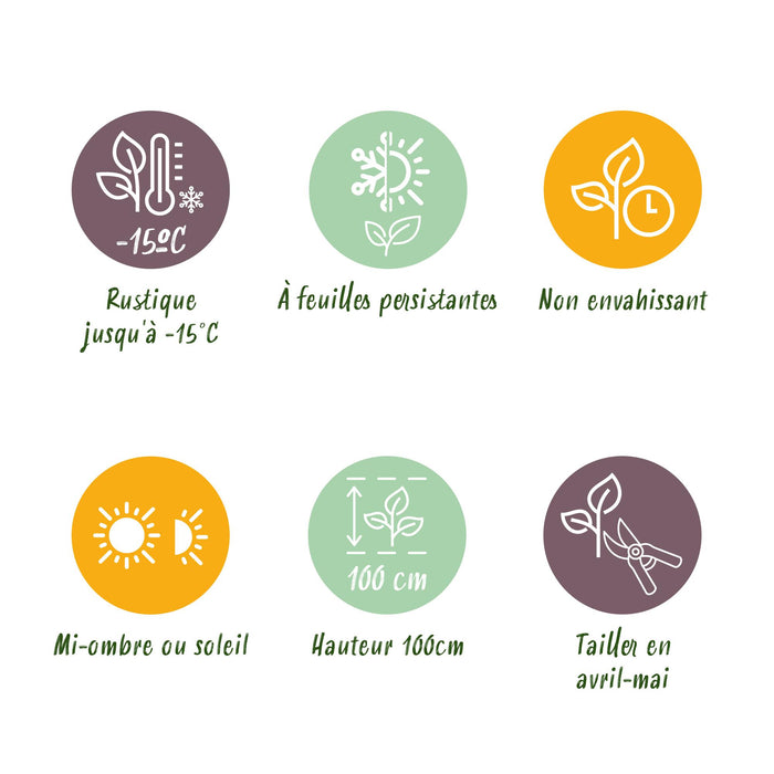Haagplanten - Euonymus japonica Green Spire -  blad groen - 8 planten - 1 strekkende meter - groenblijvend - pot 9cm hoogte 20-25cm