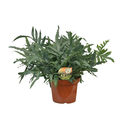 Phlebodium Blue Star - ↕80cm - Ø26cm