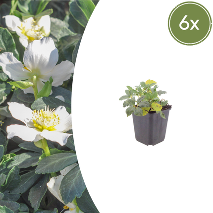 Christrose - Helleborus niger - ↕10-25cm - Ø9cm - 6x