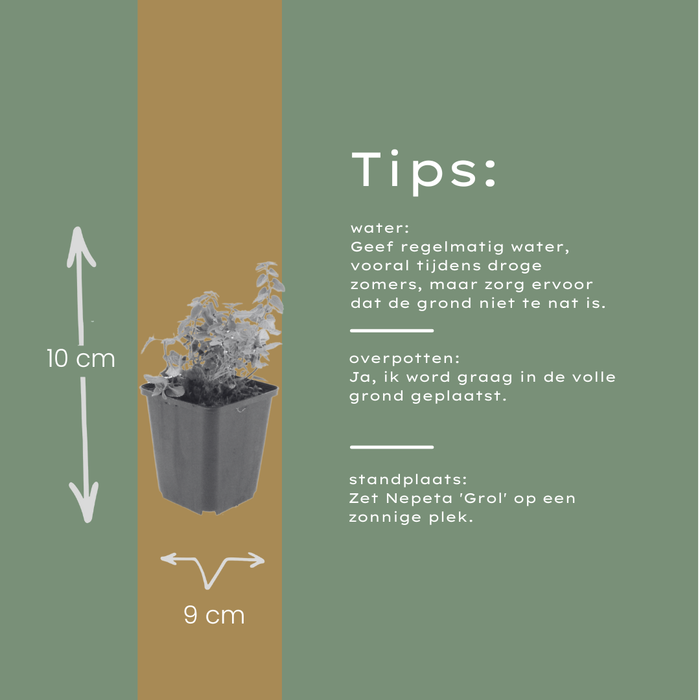 24x Nepeta 'Grol' - ↕10-25cm - Ø9cm
