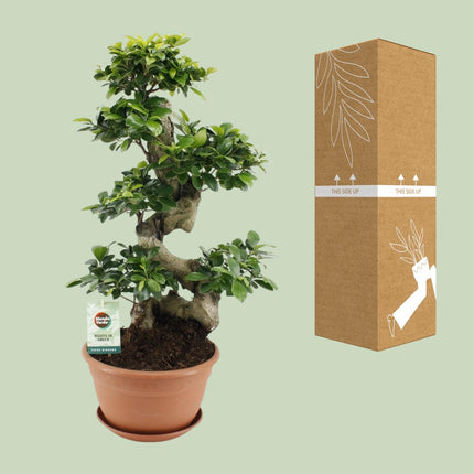 Ficus Ginseng - ↕70cm - Ø27cm