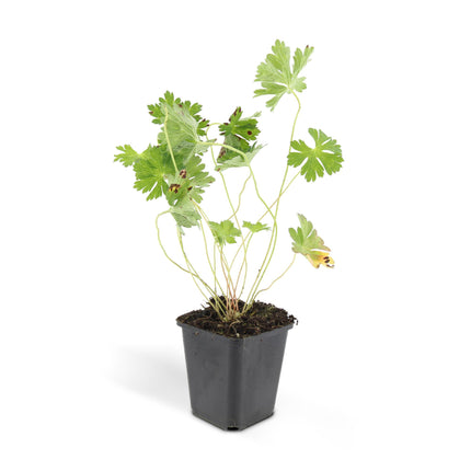 Geranio Rozanne - Cranesbill - ↕10-25cm - Ø9cm - 24x