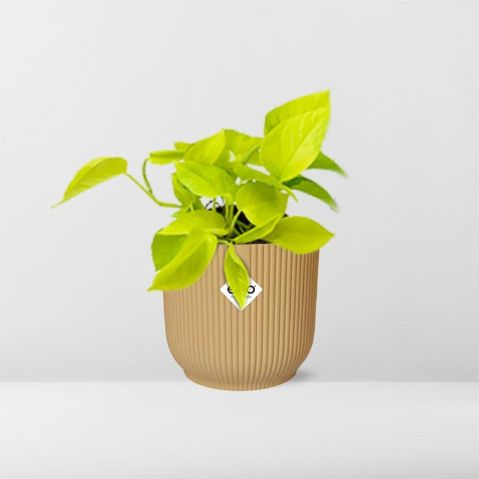 Epipremnum Pinnatum ‘Golden Pothos’ in elho Vibes Fold Ø14cm geel