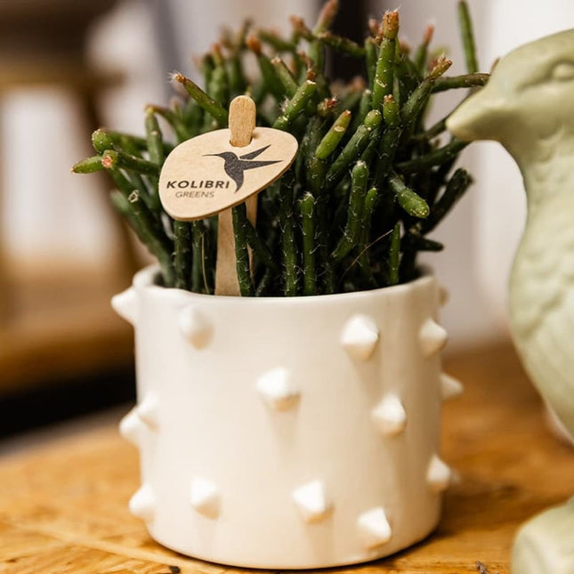 Kolibri Home | Spike blomkruka - Vit - Ø6cm