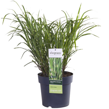 Miscanthus sinensis Strictus - Prachtriet - ↕60cm - Ø23cm