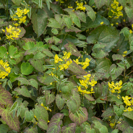 Epimedium perralchicum 'Frohnleiten' - Elfenbloem - ↕10-25cm - Ø9cm - 24x