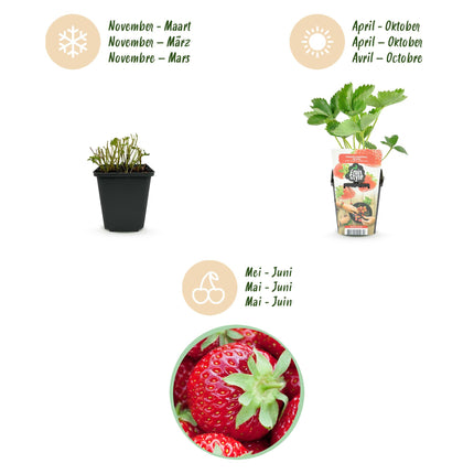 Erdbeerpflanzen – Fragaria elvira – Winterhart – 6 Pflanzen – 9-cm-Topf – Rote Erdbeere