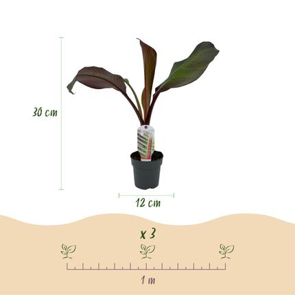 Bananier (Ensete ventricosum Maurelli) - Rustique - Lot de 4 - Pot de 12 cm - Hauteur : 30 cm