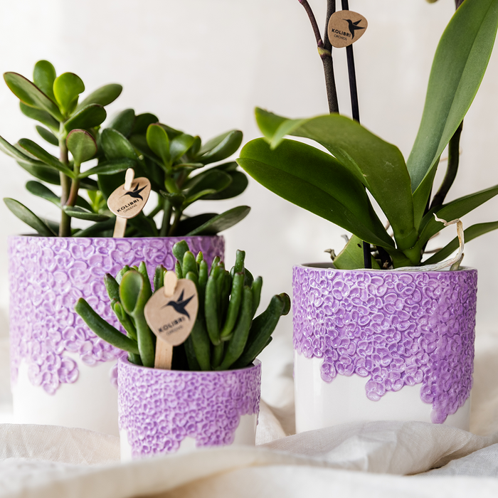 Kolibri Company | Combi deal | Bloom sierpot paars – set 6cm + 9cm + 12cm