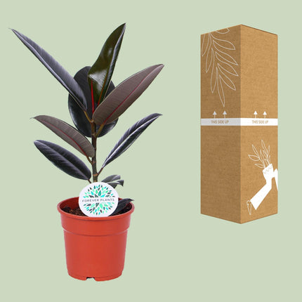 Ficus Elastica Abidjan - ↕55cm - Ø17cm