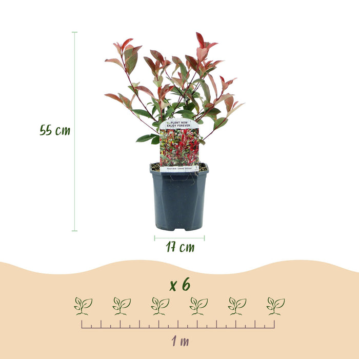 Photinia fraseri Carre Rouge - groen rood  - 1 strekkende meter - ↕55cm - Ø17cm - 6x