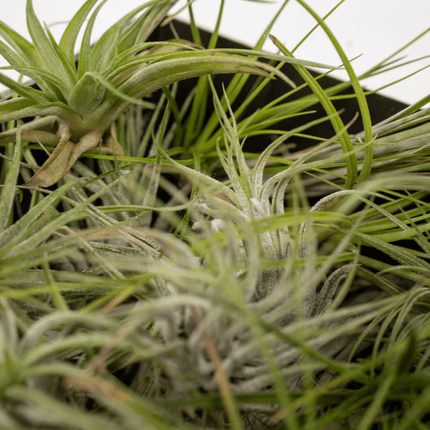 Tillandsia Air mix - Air plants - 10x - Ø6cm