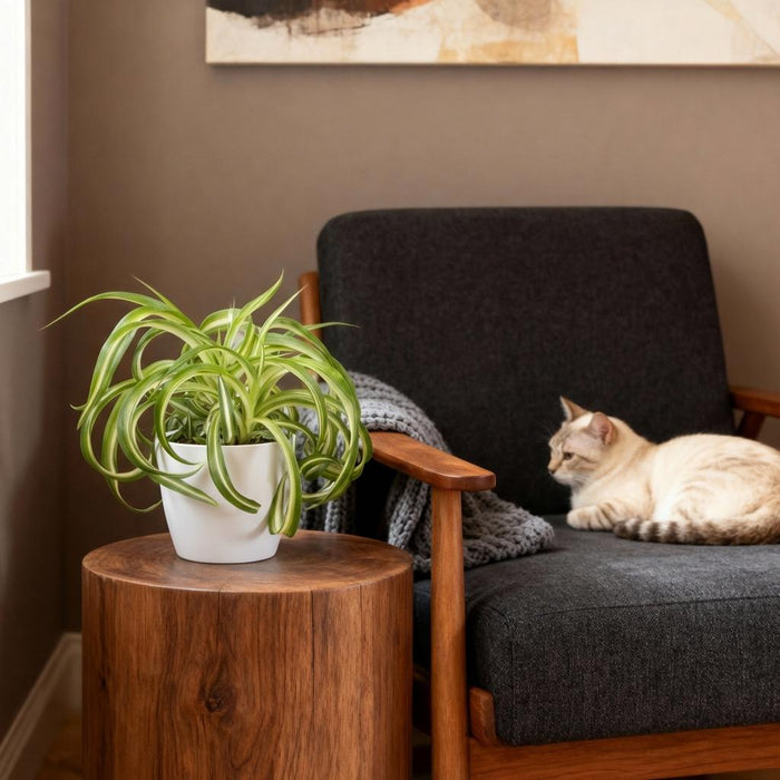 Chlorophytum comosum Bonnie - Krullende Graslelie - met witte plantenpot - ↕20cm - Ø12cm