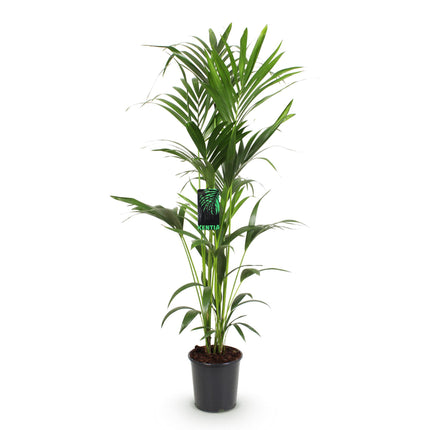 Howea Forsteriana - Kentia Palm - ↕140-150cm - Ø24cm