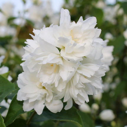 Pfeifenstrauch (Philadelphus Snowbelle) – Weiße Blüten – 1 Pflanze – Laubabwerfend – Ø 17 cm – ↕ 45 cm