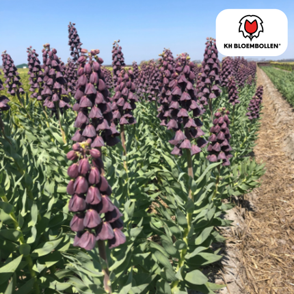 Fritillaria / Corona Imperiale Viola Preferiti 5 pezzi