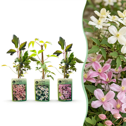 Clematis montana Tricolour - Bergclematis 12x - Wit - Roze - Licht Roze - Klimplant - Ø9cm - ↕35cm