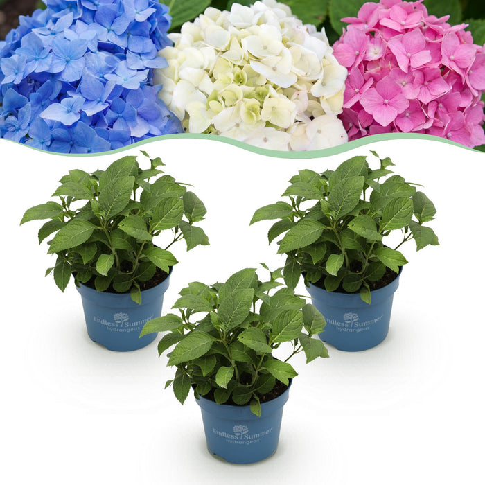 Hydrangea Endless Summer - Hortensia - Blauw - Roze - Wit - ↕20-25cm - Ø14cm - 3x