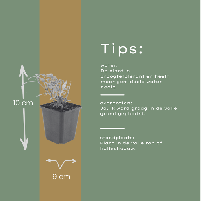 48x Centranthus ruber 'Coccineus' - ↕10-25cm - Ø9cm