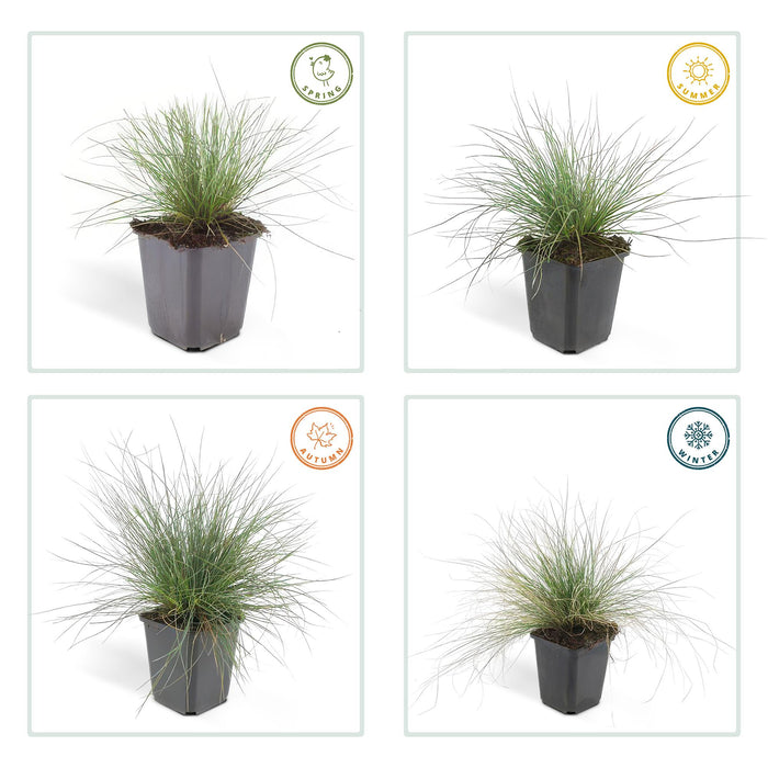 Festuca glauca 'Elijah Bleu' - Blauw Schapengras - ↕10-25cm - Ø9cm - 60x