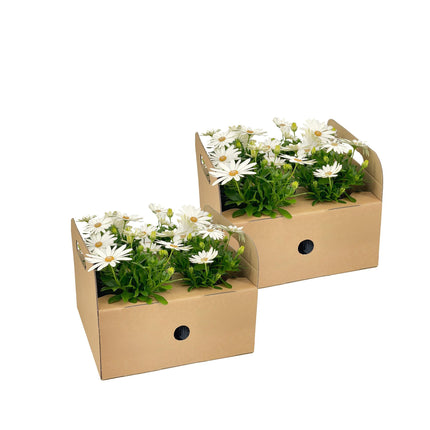 Spanische Gänseblümchen (Osteospermum ecklonis White) – ↕20 cm – Ø12 cm – 8 Stück