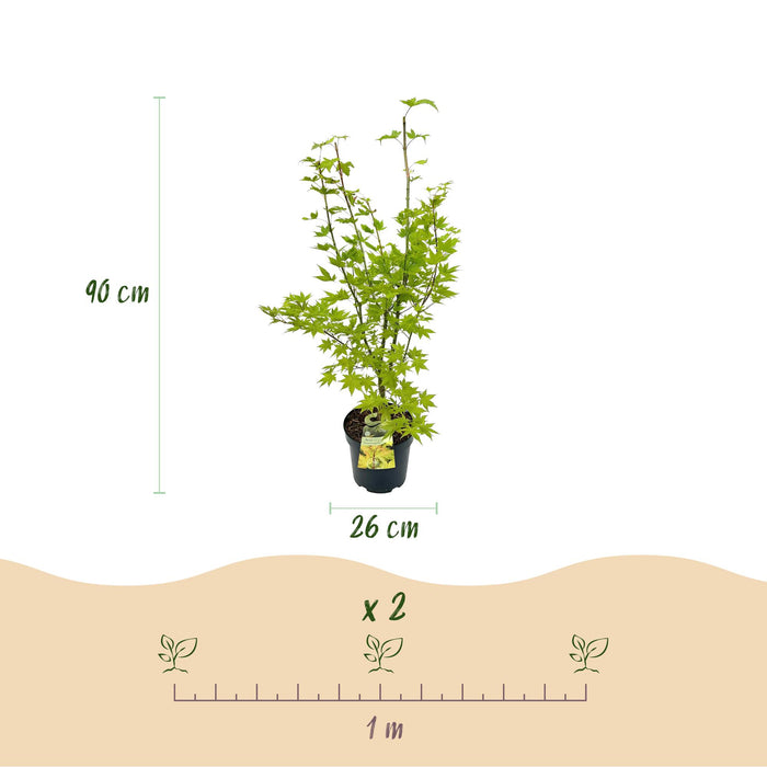 Acer palmatum Summergold - Japanse Esdoorn - Geel - ↕90cm - Ø26cm