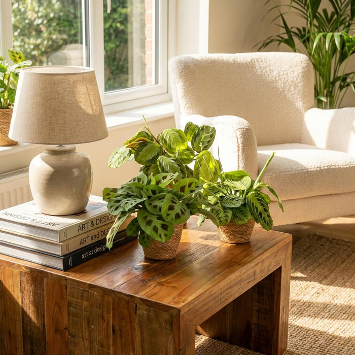 Marantha Silverband, Marantha Lemon Lime Marantha Kerchoveana - Gebedsplant - met Mand - ↕25cm - Ø12cm - 3x