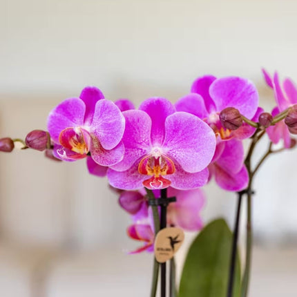Kolibri Orchids | Combi Deal - 4 Roze-Paarse Phalaenopsis Orchideeën Mineral Frederikstad - Ø9 cm