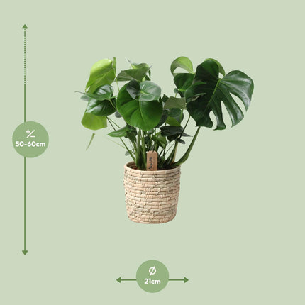 Monstera Palmleaf in mand - Gatenplant - ↕60cm - Ø21cm