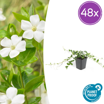 Vinca minor 'Alba' - Kleine Maagdenpalm - ↕10-25cm - Ø9cm - 48x