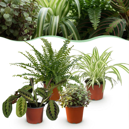 Plantenbox - Chlorophytum - Maranta - Callisia - Nephrolepsis - ↕25cm - Ø12cm - 4x