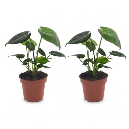 Monstera Deliciosa - Gatenplant - 2x - Pot 12cm - Hoogte - 30cm