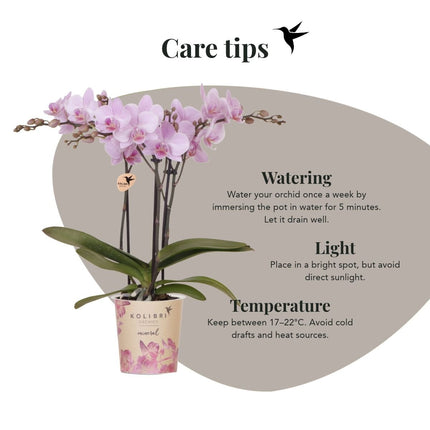 Kolibri Orchids | Combi Deal - 2 Roze Phalaenopsis Orchideeën Mineral Chamberry - Ø9 cm