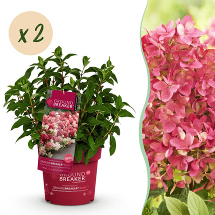 Hydrangea panniculata Groundbreaker Ruby - Plume Hydrangea - Red - ↕20-25cm - Ø14cm - 2x