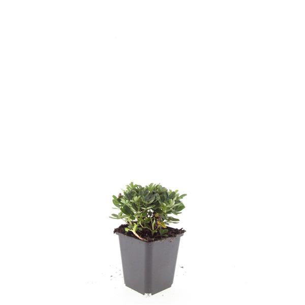 Potentilla tridentata 'Nuuk' - ↕10-25cm - Ø9cm - 24x