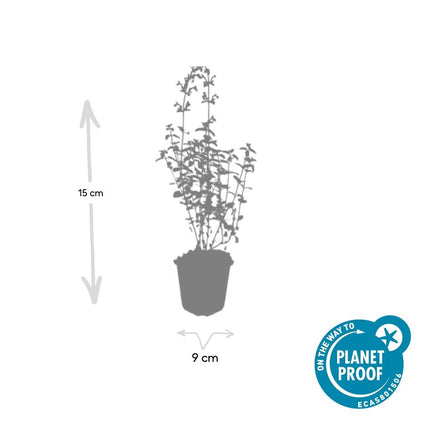 Nepeta 'Walker's Low' - Kattenkruid - ↕10-25cm - Ø9cm - 24x