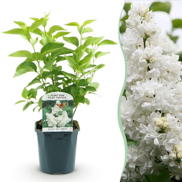 Syringa vulgaris mme Lemoine - Lilla comune - ↕45cm - Ø17cm