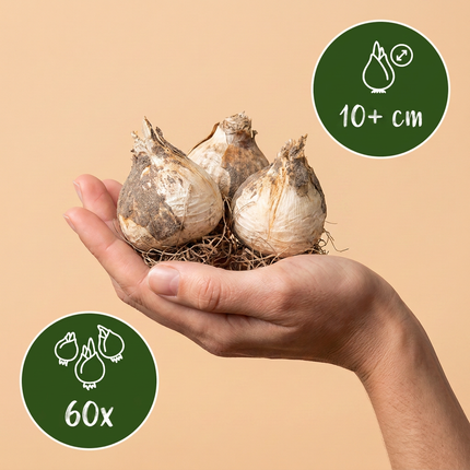 60x Allium Miami - Bloembollen - Sierui - Paars - Zomerbloeier - Bolmaat 10/+