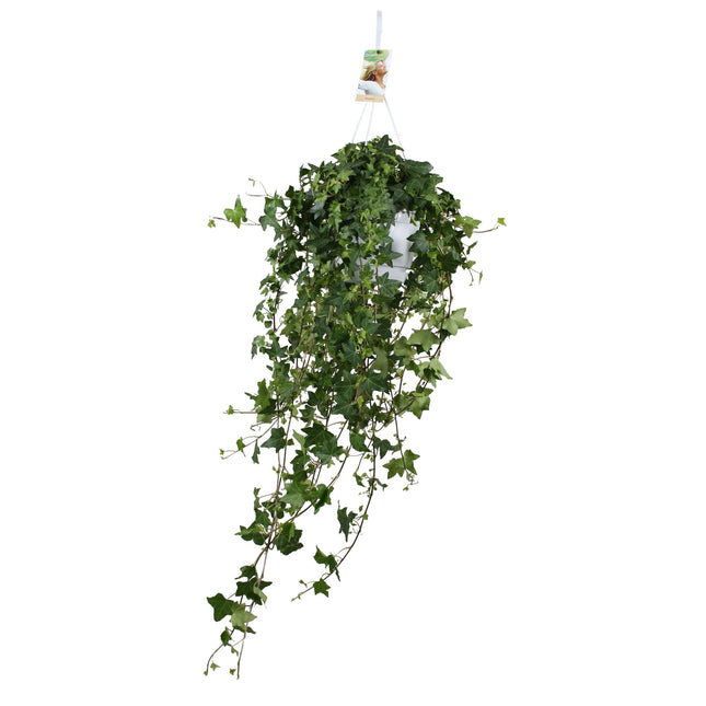 Hedera Helix Pitsburg - Hanging plant XXL - ↕90cm - Ø17cm
